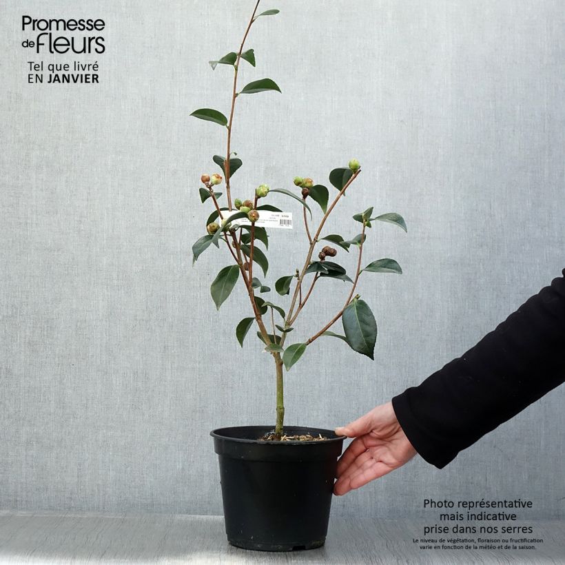 Exemplar von Camellia williamsonii Spring Daze - Kamelie Topf mit 4L/5L wie im Winter geliefert