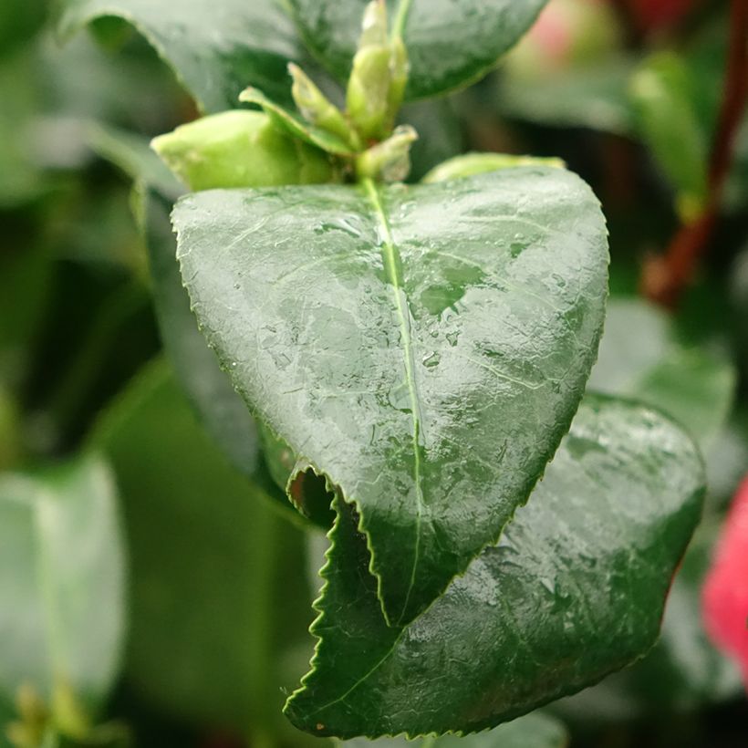 Camellia Comte de Gomer - Japanische Kamelie (Foliage)