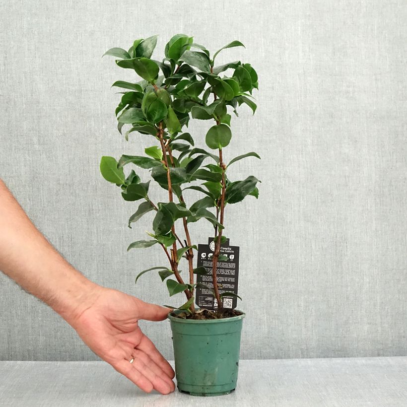 Example of Camellia Comte de Gomer - Japanische Kamelie Topf 12 cm / 13 cm as you get in ete
