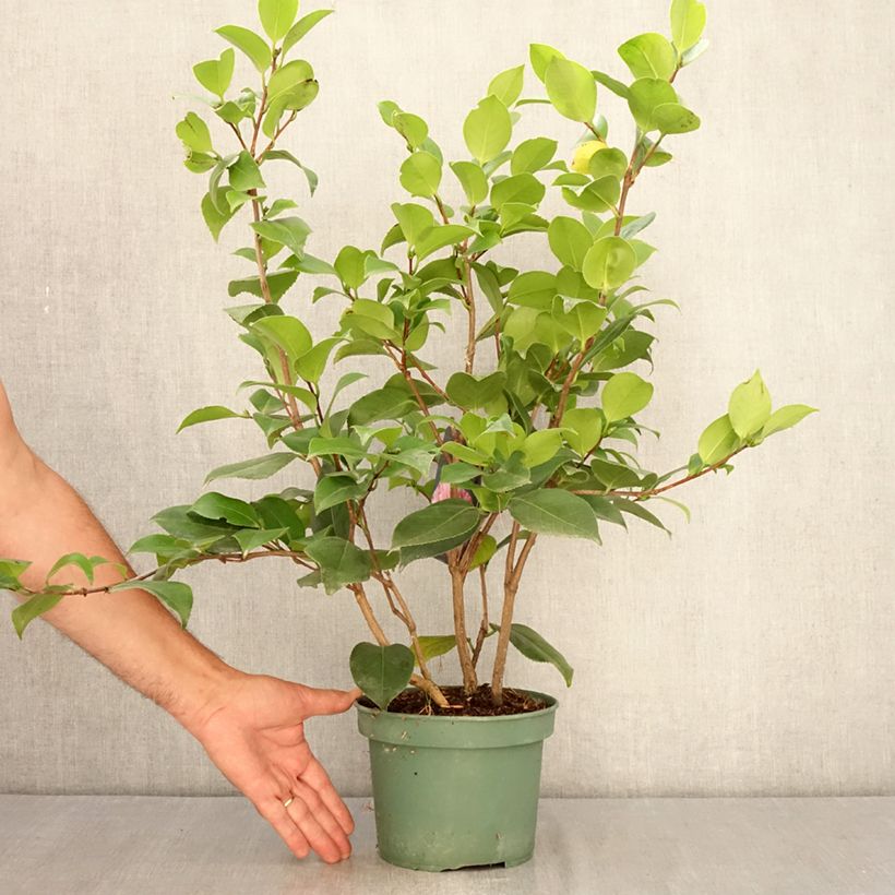 Example of Camellia Comte de Gomer - Japanische Kamelie Topf mit 2L/3L as you get in ete
