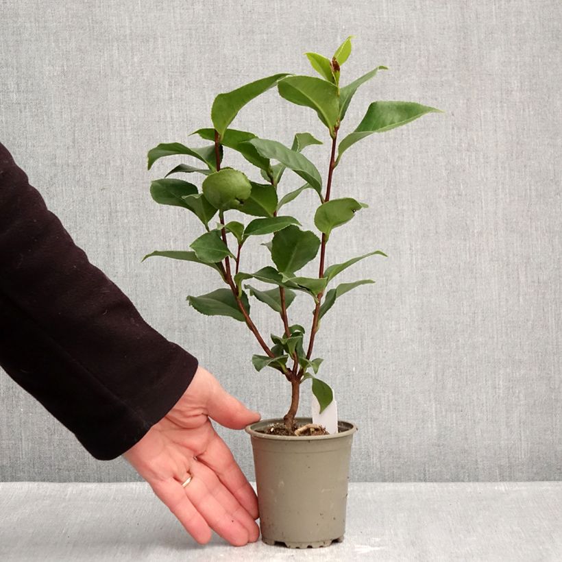 Exemplar von Camellia Coquetti - Japanische Kamelie Kleine Töpfe von 8/9 cm wie im Winter geliefert