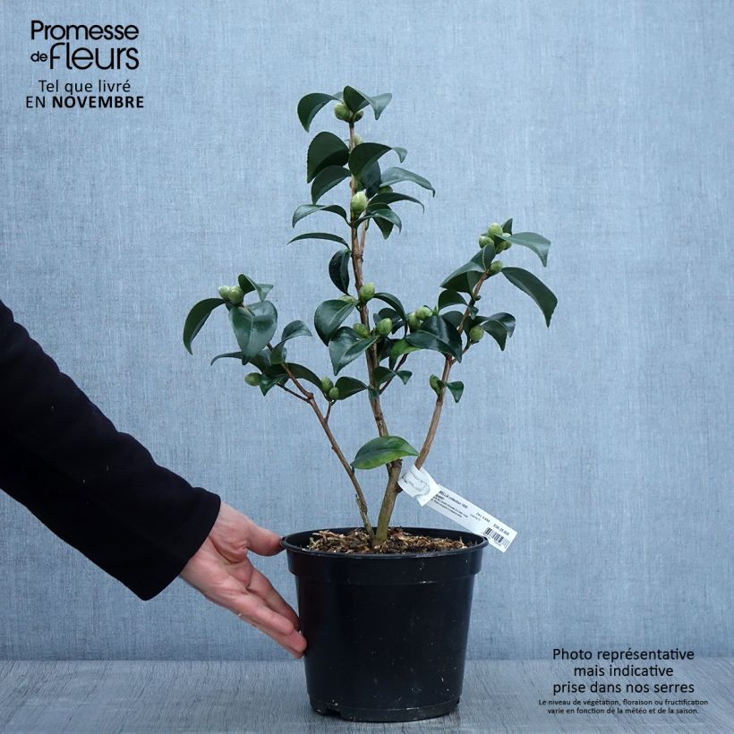 Example of Camellia Coquetti - Japanische Kamelie Topf mit 4L/5L as you get in automne