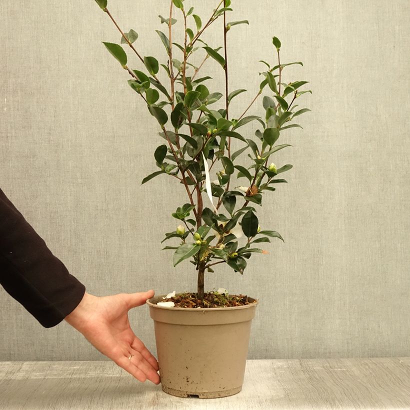 Example of Camellia sasanqua Narumi Gaita - Herbstblühende Kamelie Topf mit 4L/5L as you get in automne
