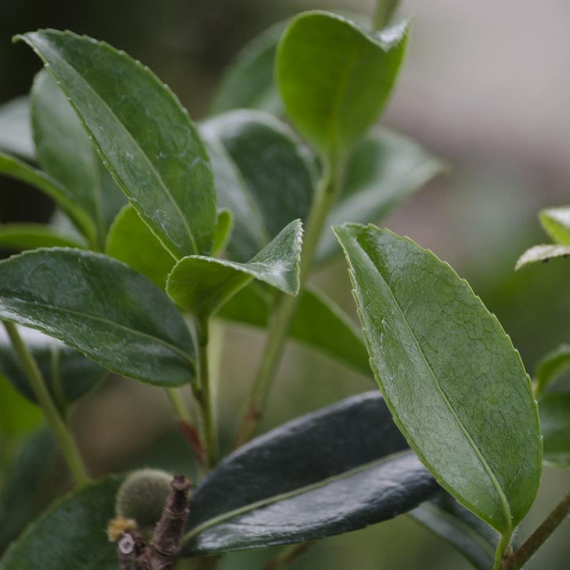 Camellia sasanqua Survivor - Herbstblühende Kamelie (Foliage)