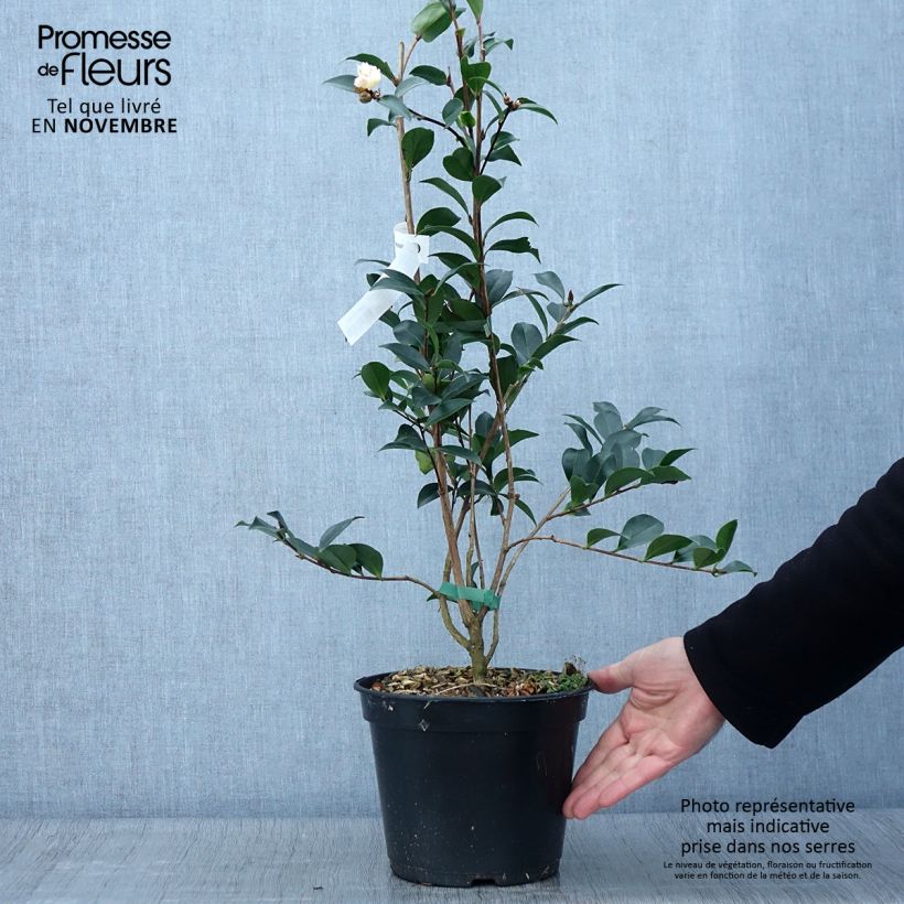 Example of Camellia sasanqua Choji Guruma - Herbstblühende Kamelie Topf mit 4L/5L as you get in automne