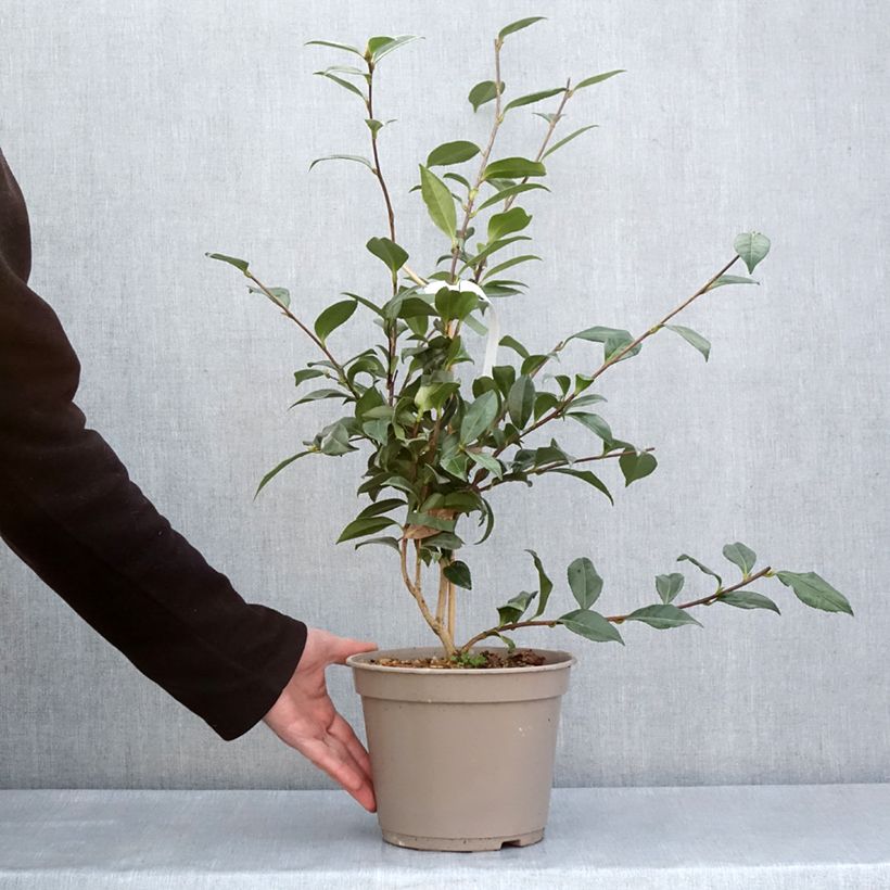 Exemplar von Camellia sasanqua Early Pearly - Herbstblühende Kamelie Topf mit 4L/5L wie im Frühjahr geliefert