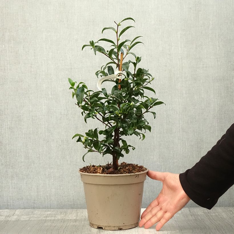 Example of Camellia sasanqua Frosted Star - Herbstblühende Kamelie Topf mit 4L/5L as you get in automne