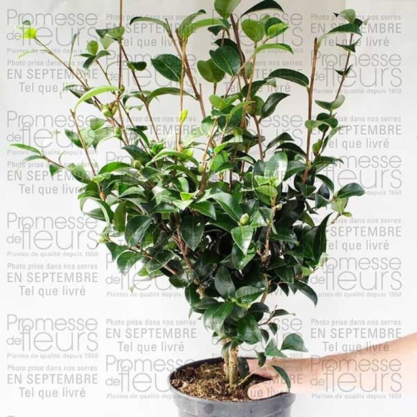 Example of Camellia sasanqua Fukusutsumi - Herbstblühende Kamelie Topf mit 4L/5L as you get