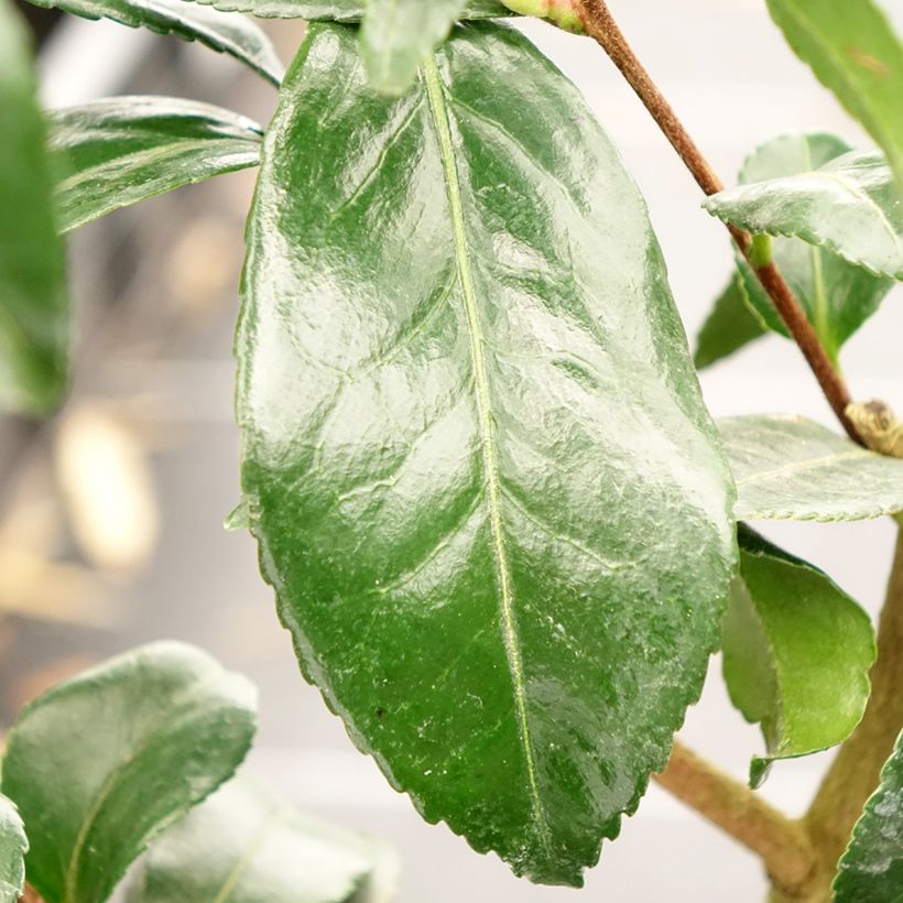 Camellia sasanqua Hinode-Gumo - Herbstblühende Kamelie (Foliage)
