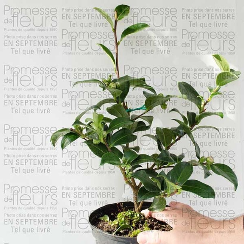 Example of Camellia hiemalis Interlude - Kamelie Topf mit 4L/5L as you get