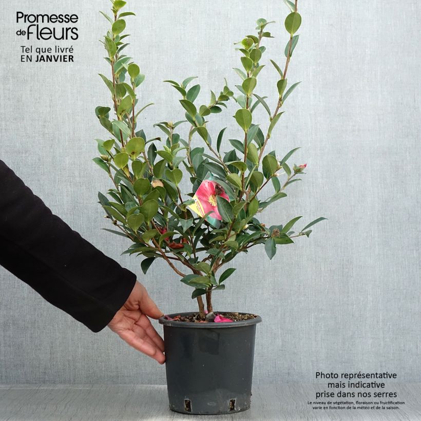 Exemplar von Camellia sasanqua Kanjiro - Herbstblühende Kamelie Topf mit 3L/4L wie im Winter geliefert