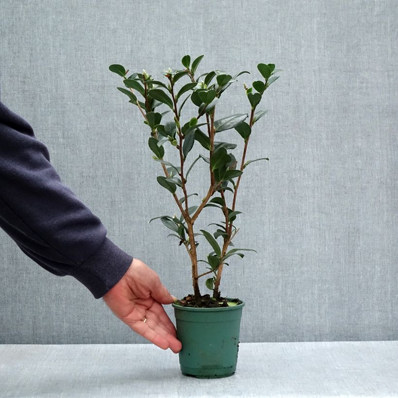 Example of Camellia Yuletide - Kamelie Topf 12 cm / 13 cm as you get in printemps