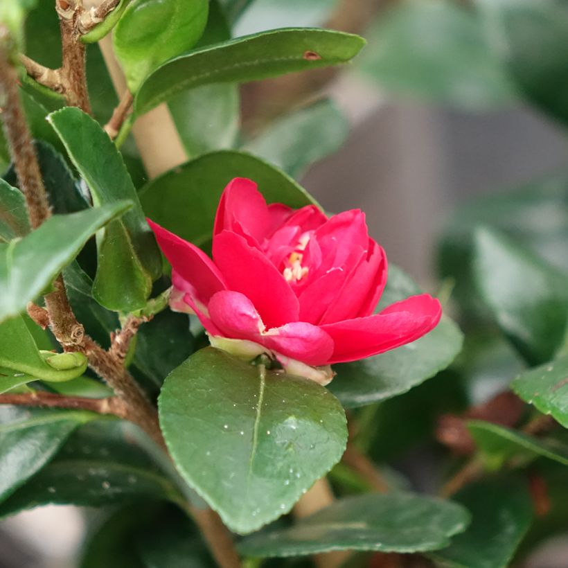 Camellia hiemalis Bonanza - Kamelie (Flowering)