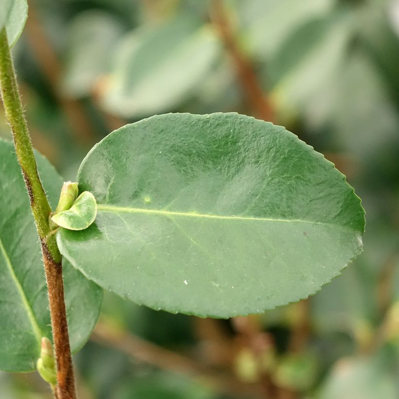 Camellia sasanqua Hiryu - Herbstblühende Kamelie (Laub)