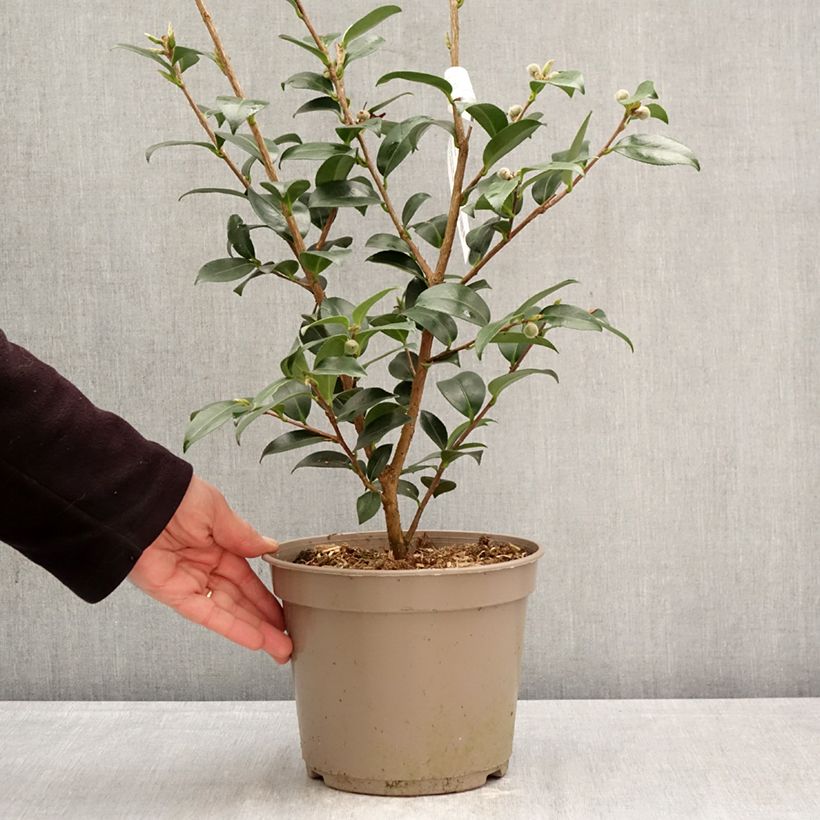 Exemplar von Camellia sasanqua Hiryu - Herbstblühende Kamelie Topf mit 4L/5L wie im Frühjahr geliefert