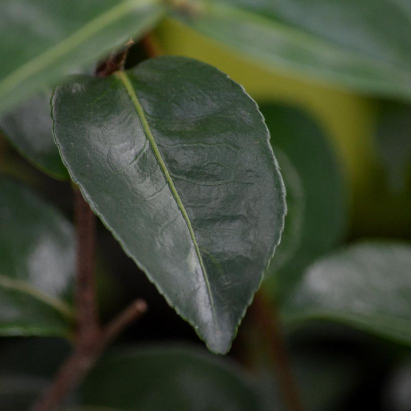 Camellia sasanqua Plantation Pink - Herbstblühende Kamelie (Foliage)