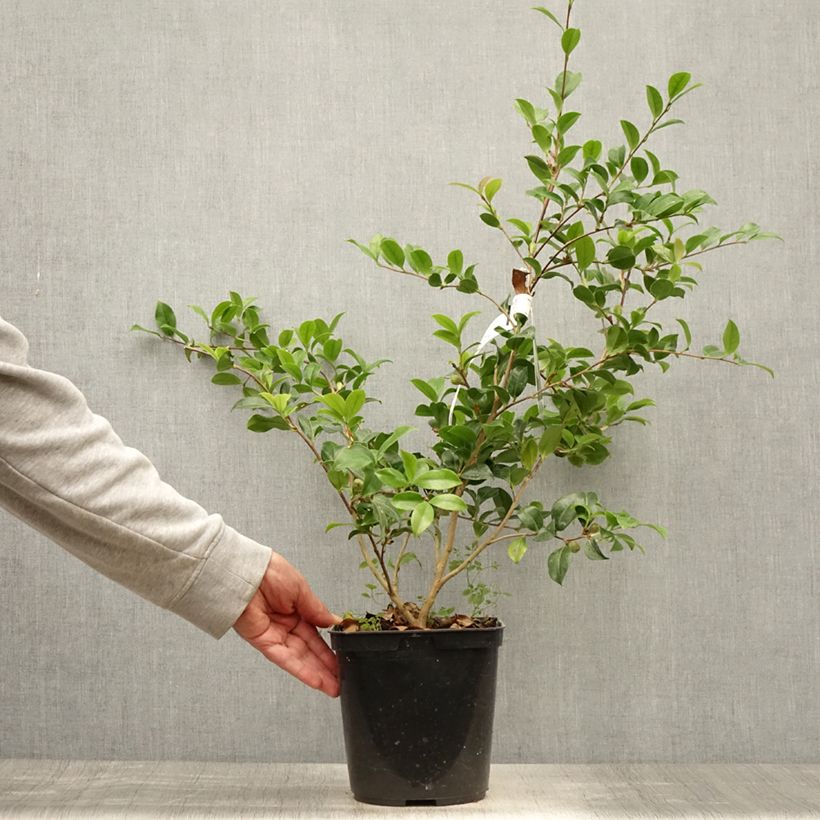 Exemplar von Camellia sasanqua Versicolor - Herbstblühende Kamelie Topf mit 3L/4L wie im Sommer geliefert