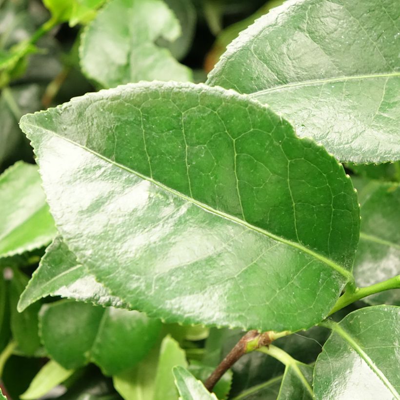 Camellia Dainty California - Japanische Kamelie (Foliage)