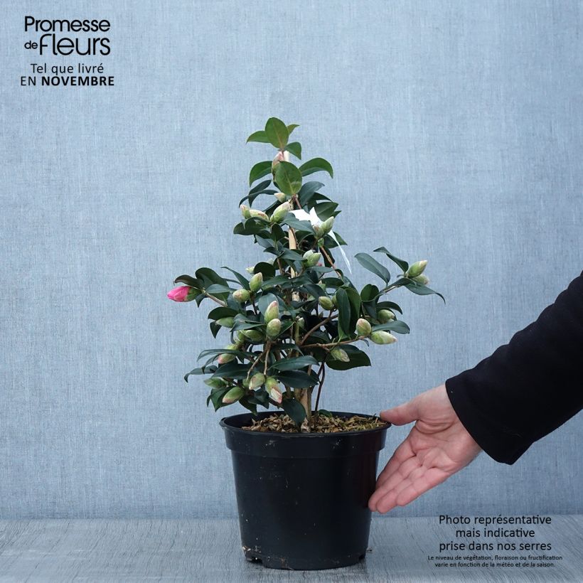 Example of Camellia williamsii Donation - Kamelie Topf mit 4L/5L as you get in automne
