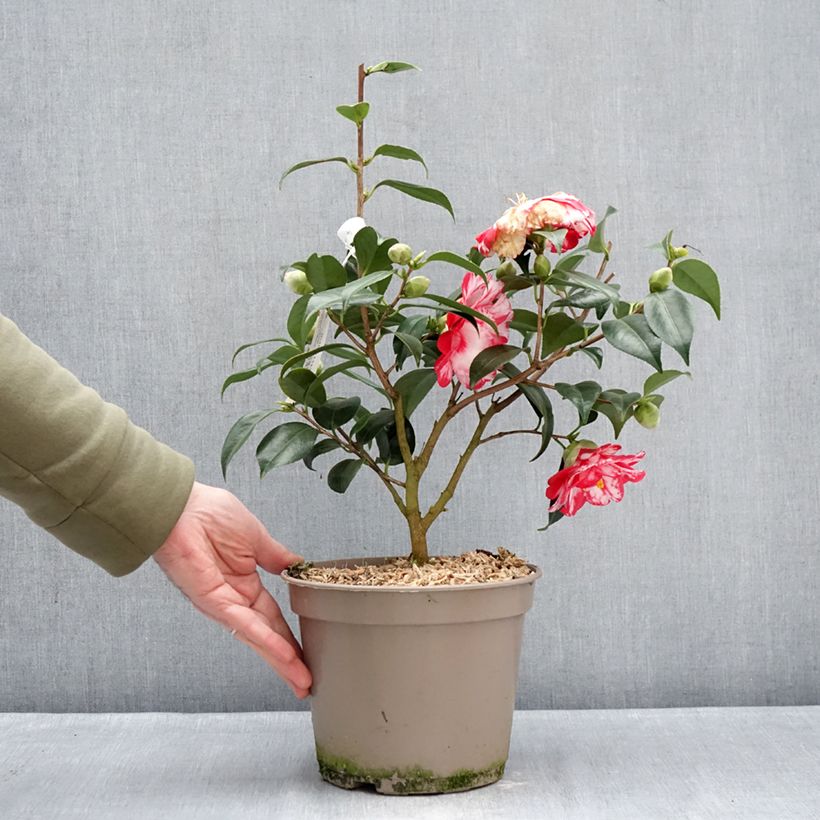 Exemplar von Camellia Donckelarii - Japanische Kamelie Topf mit 4L/5L wie im Winter geliefert
