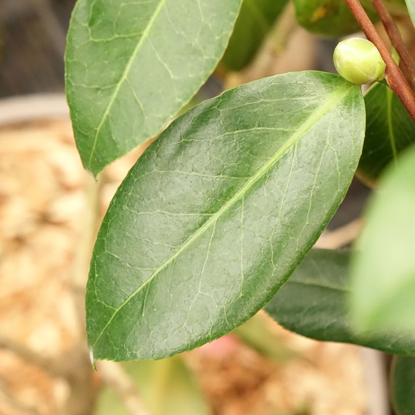 Camellia Donckelarii - Japanische Kamelie (Laub)