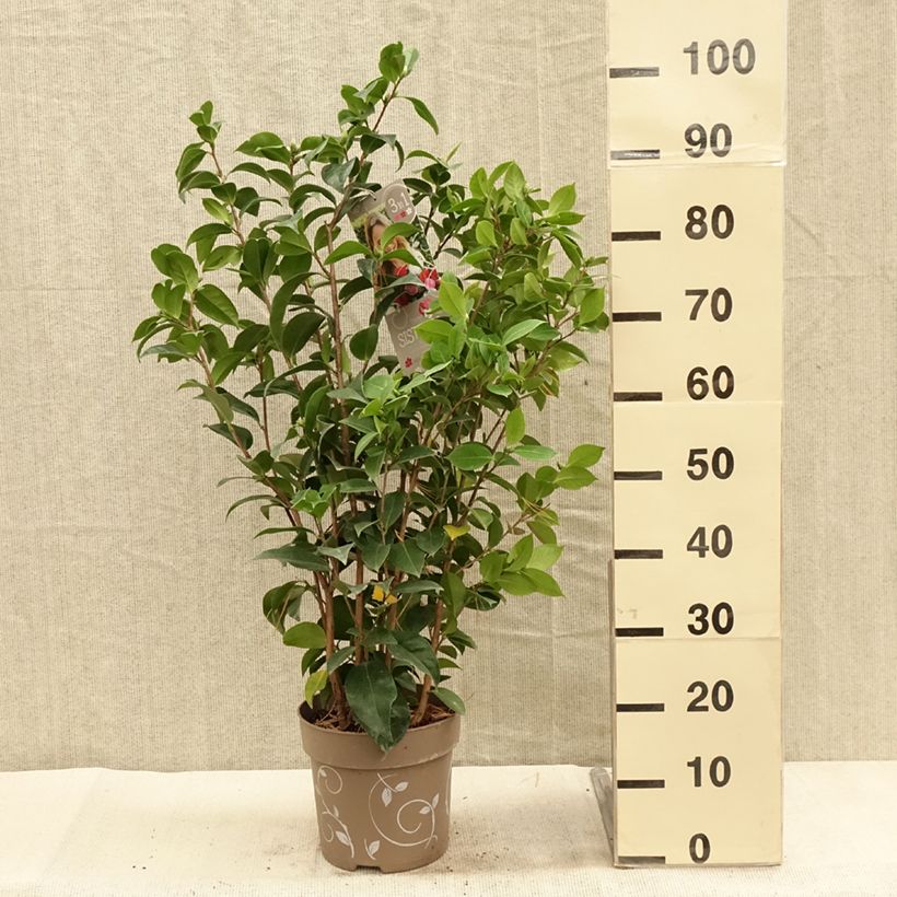 Example of Camellia Three Sisters Mix - Japanische Kamelie Topf mit 6L/7L as you get in automne