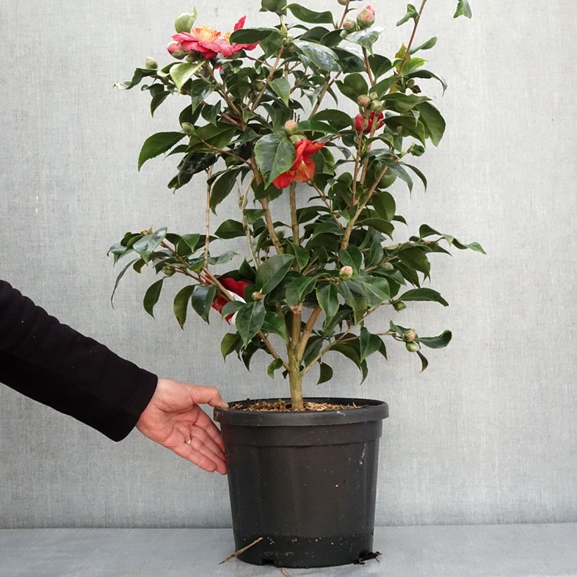 Example of Camellia japonica Painter's Palette - Japanische Kamelie Topf mit 4L/5L as you get in hiver