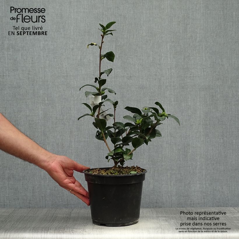 Example of Camellia reticulata Fiesta Grande - Kamelie Topf mit 3L/4L as you get in automne