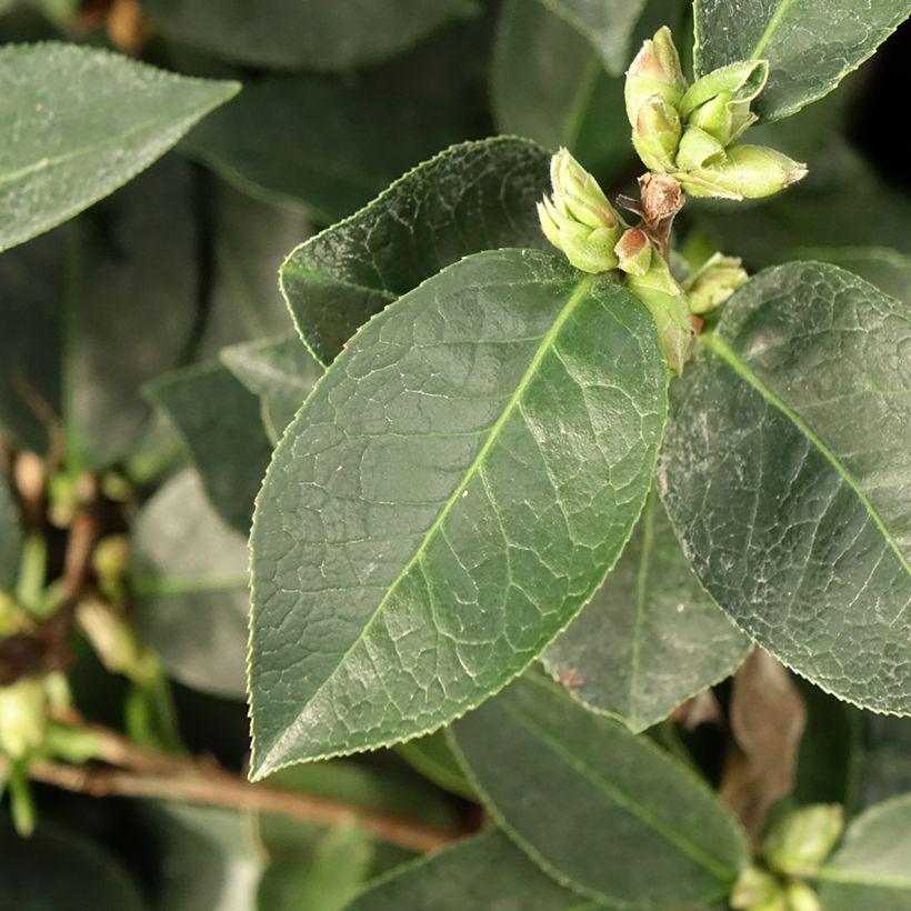 Camellia reticulata Fiesta Grande - Kamelie (Foliage)
