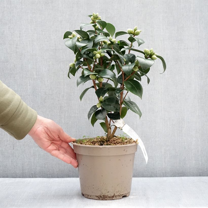 Exemplar von Camellia Il Gioiello - Japanische Kamelie Topf mit 4L/5L wie im Winter geliefert