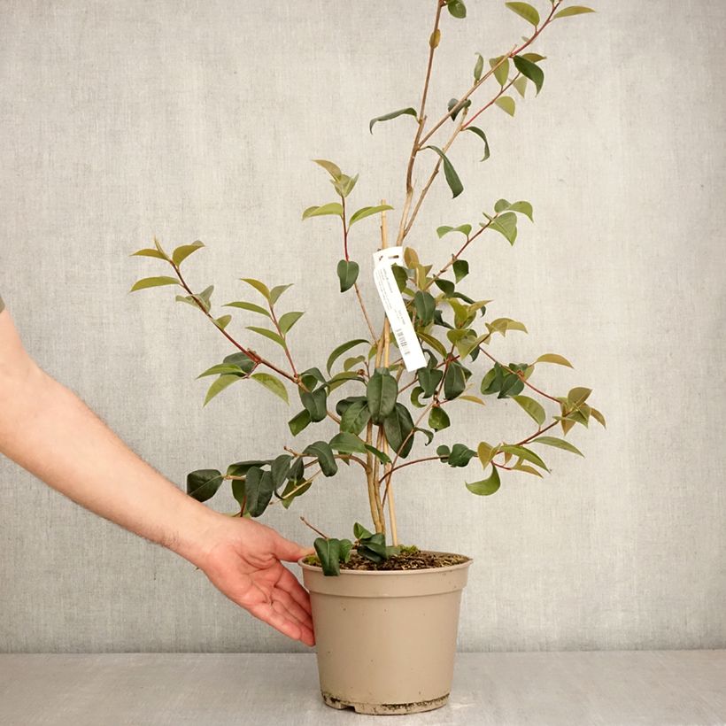 Exemplar von Camellia reticulata Inspiration - Kamelie Topf mit 4L/5L wie im Frühjahr geliefert