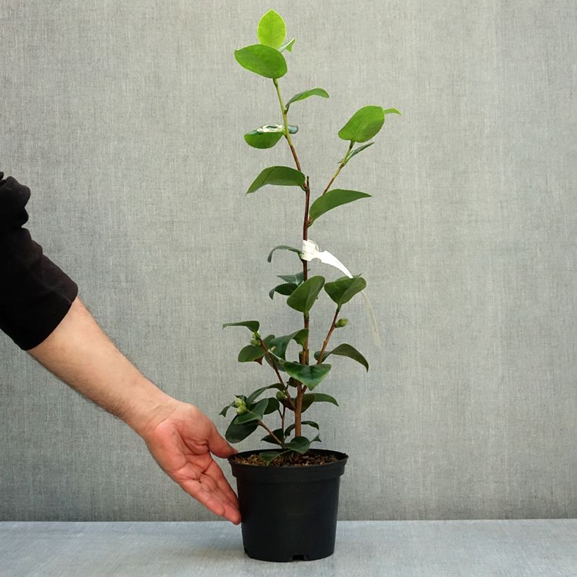 Exemplar von Camellia Janet Waterhouse - Japanische Kamelie Topf mit 2L/3L wie im Herbst geliefert