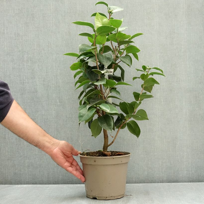 Exemplar von Camellia Janet Waterhouse - Japanische Kamelie Topf mit 2L/3L wie im Sommer geliefert