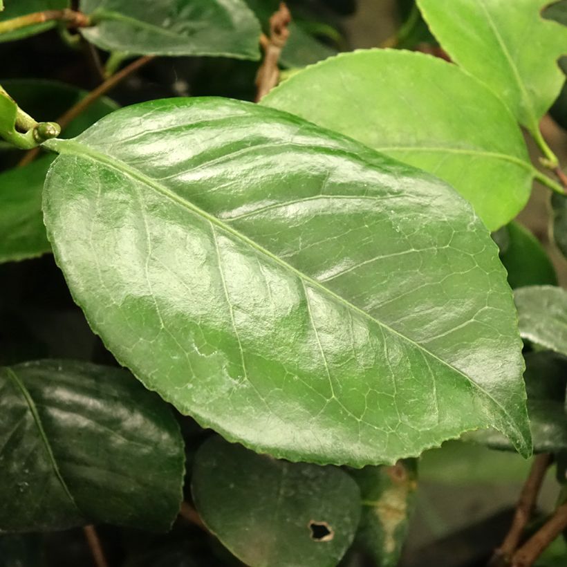 Camellia Lady Campbell - Japanische Kamelie (Foliage)