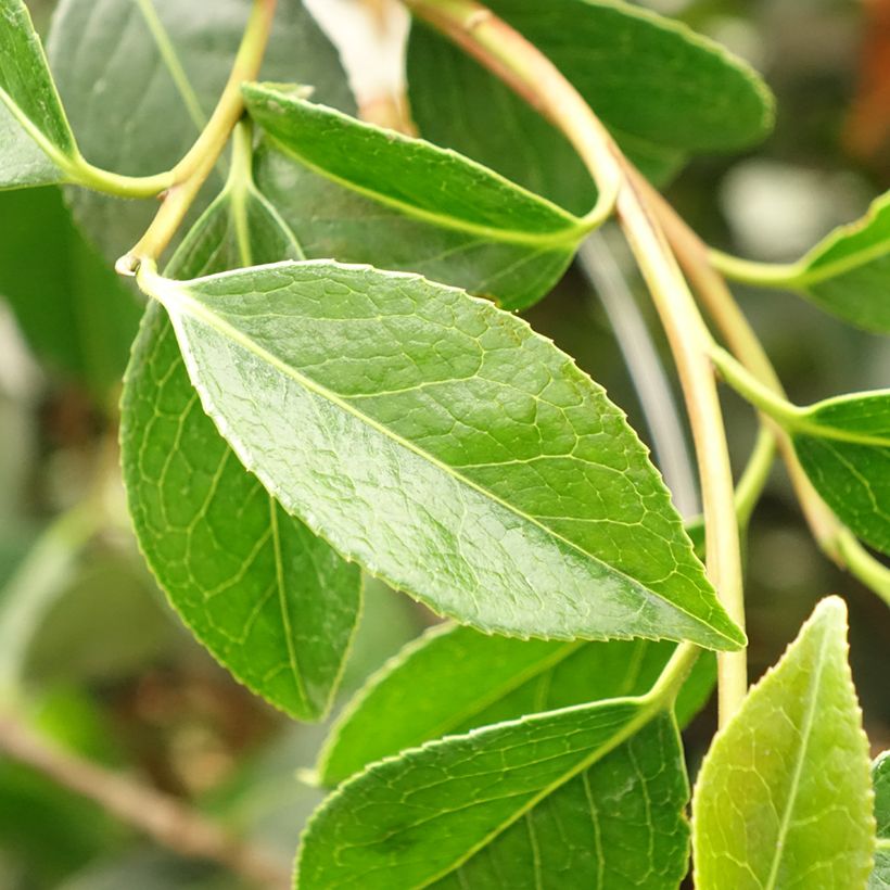 Camellia williamsii Lucky Star - Kamelie (Foliage)