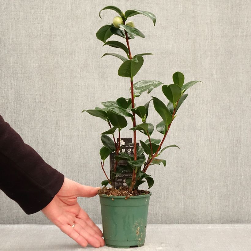 Exemplar von Camellia Margaret Davis - Japanische Kamelie Topf 12 cm / 13 cm wie im Winter geliefert