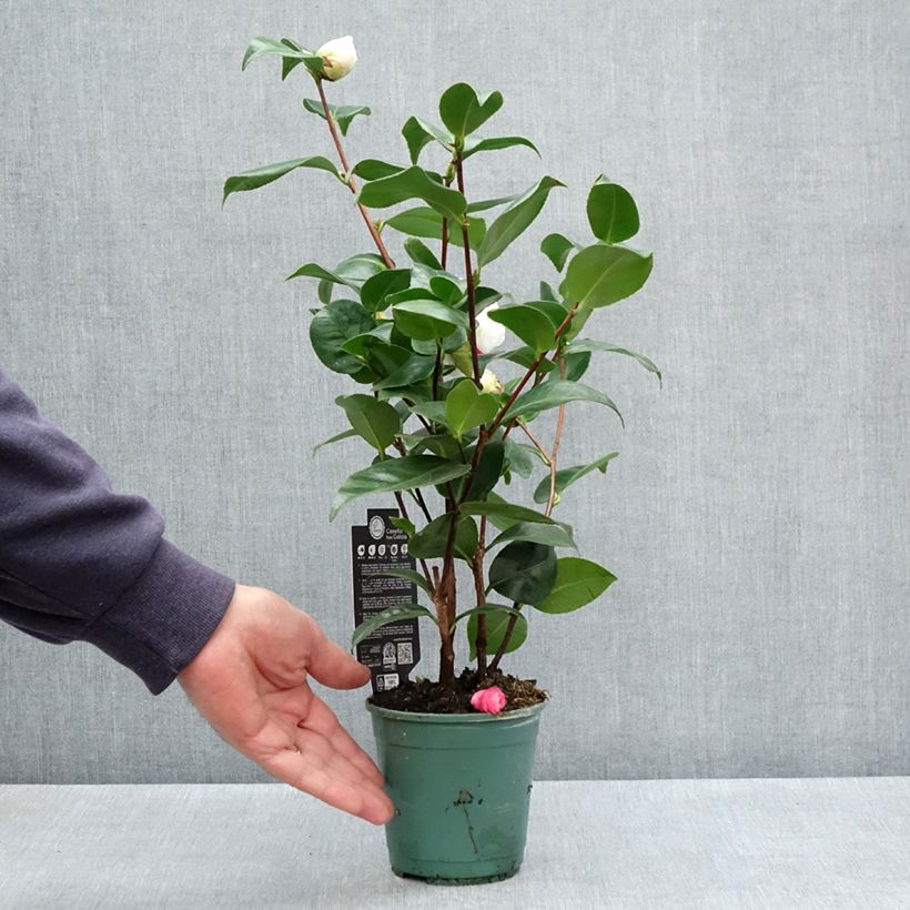 Example of Camellia Margaret Davis - Japanische Kamelie Topf 12 cm / 13 cm as you get in printemps