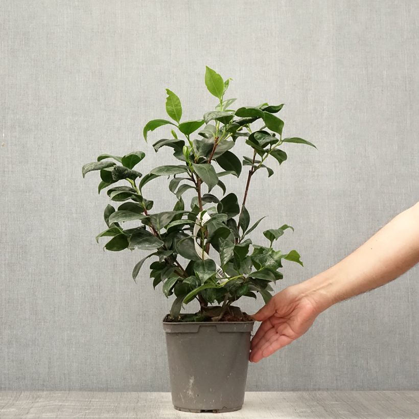 Exemplar von Camellia Margaret Davis - Japanische Kamelie Topf mit 3L/4L wie im Sommer geliefert