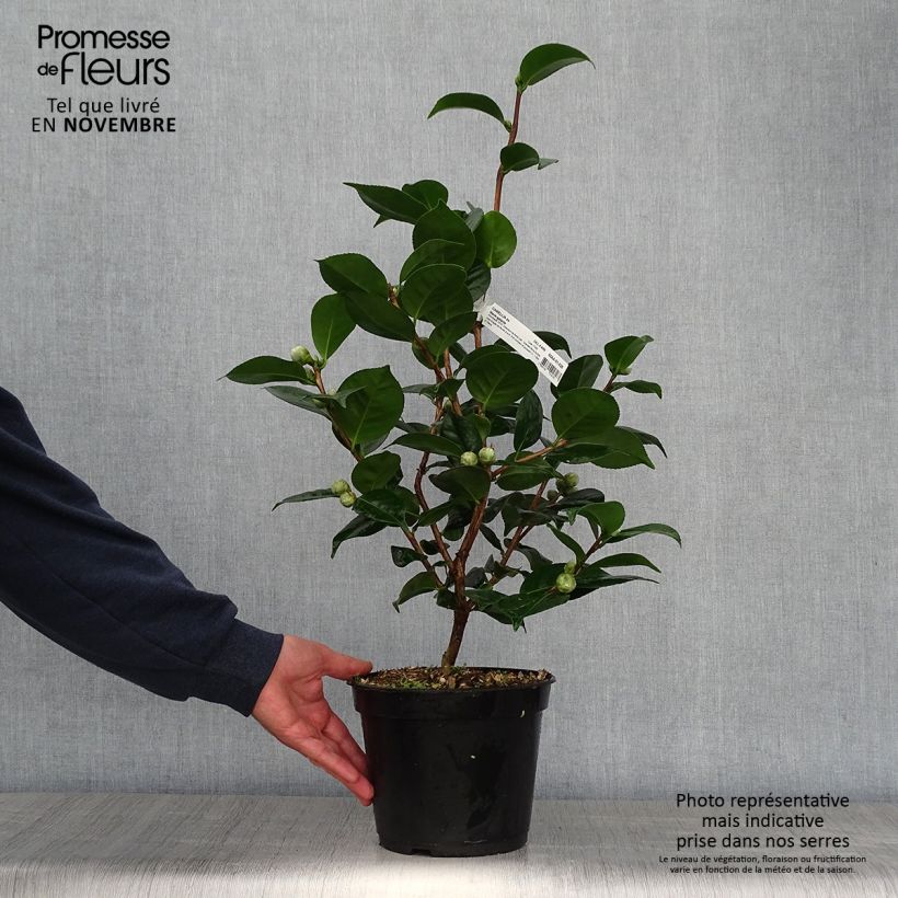 Example of Camellia Marie-Galante - Japanische Kamelie Topf mit 4L/5L as you get in automne