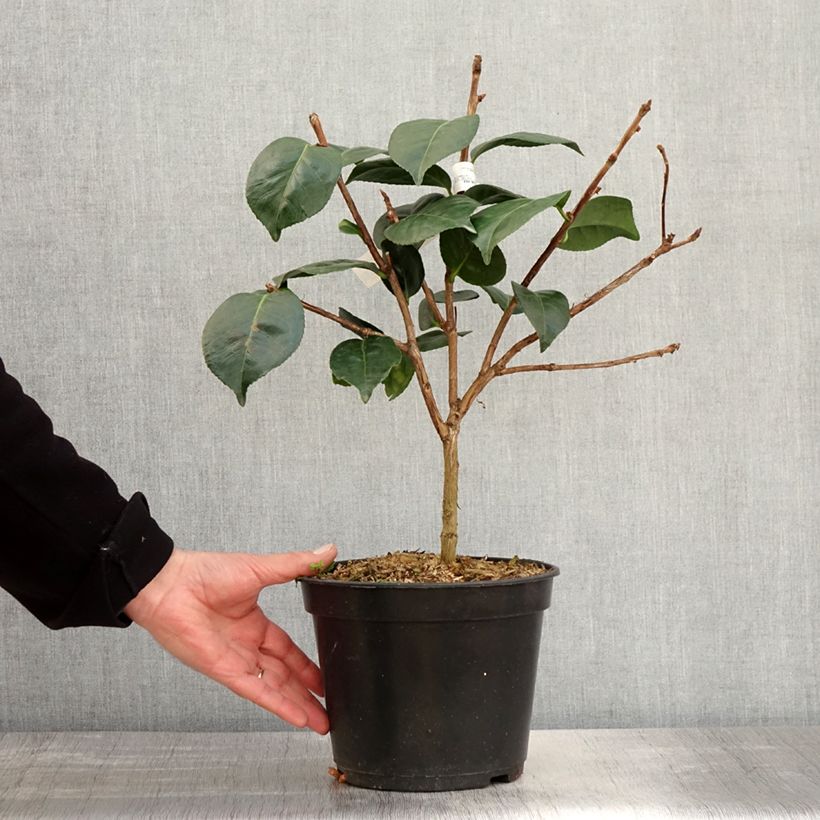 Exemplar von Camellia Marie-Galante - Japanische Kamelie Topf mit 4L/5L wie im Frühjahr geliefert