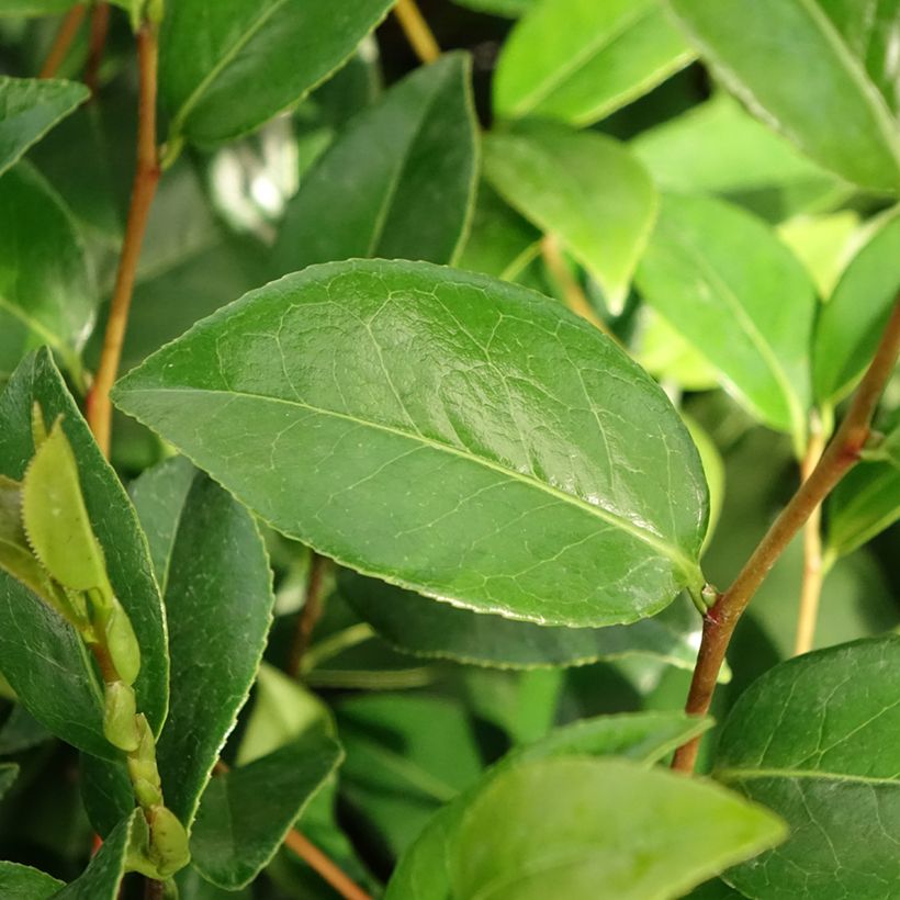 Camellia Mark Alan - Japanische Kamelie (Foliage)