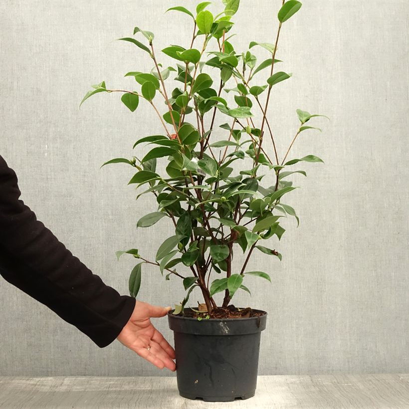 Example of Camellia Mark Alan - Japanische Kamelie Topf mit 4L/5L as you get in automne