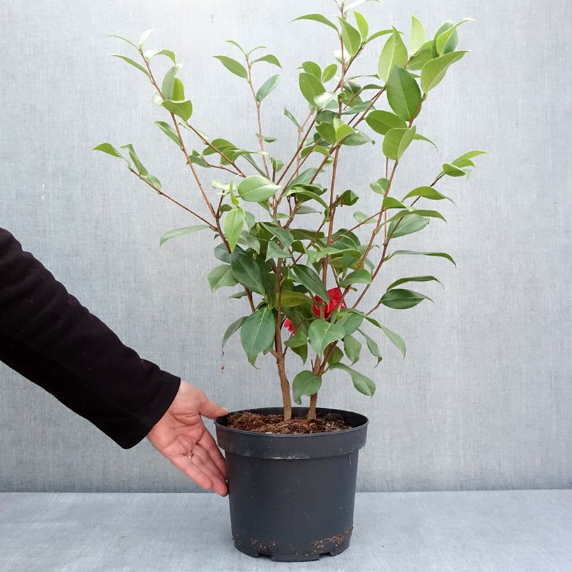 Exemplar von Camellia Mark Alan - Japanische Kamelie Topf mit 4L/5L wie im Frühjahr geliefert