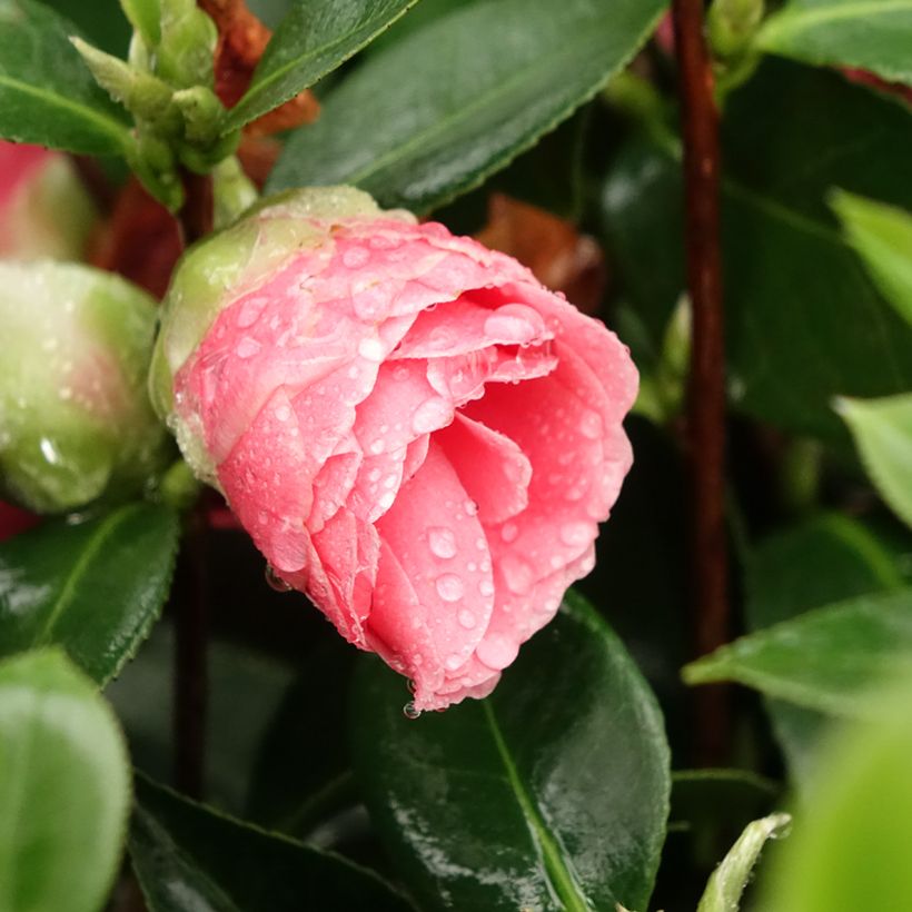 Camellia Mrs Tingley - Japanische Kamelie (Flowering)
