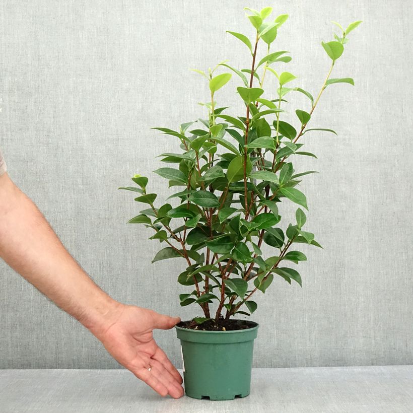 Example of Camellia Mrs Tingley - Japanische Kamelie Topf 12 cm / 13 cm as you get in ete