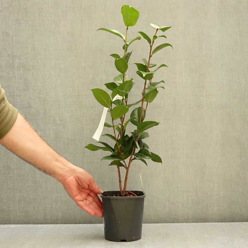 Exemplar von Camellia Nuccio's Cameo - Japanische Kamelie Topf 12 cm / 13 cm wie im Herbst geliefert