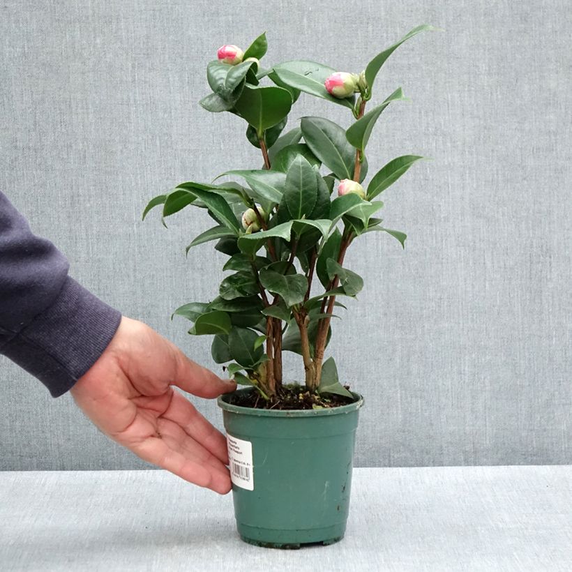 Example of Camellia Nuccio's Cameo - Japanische Kamelie Topf 12 cm / 13 cm as you get in printemps