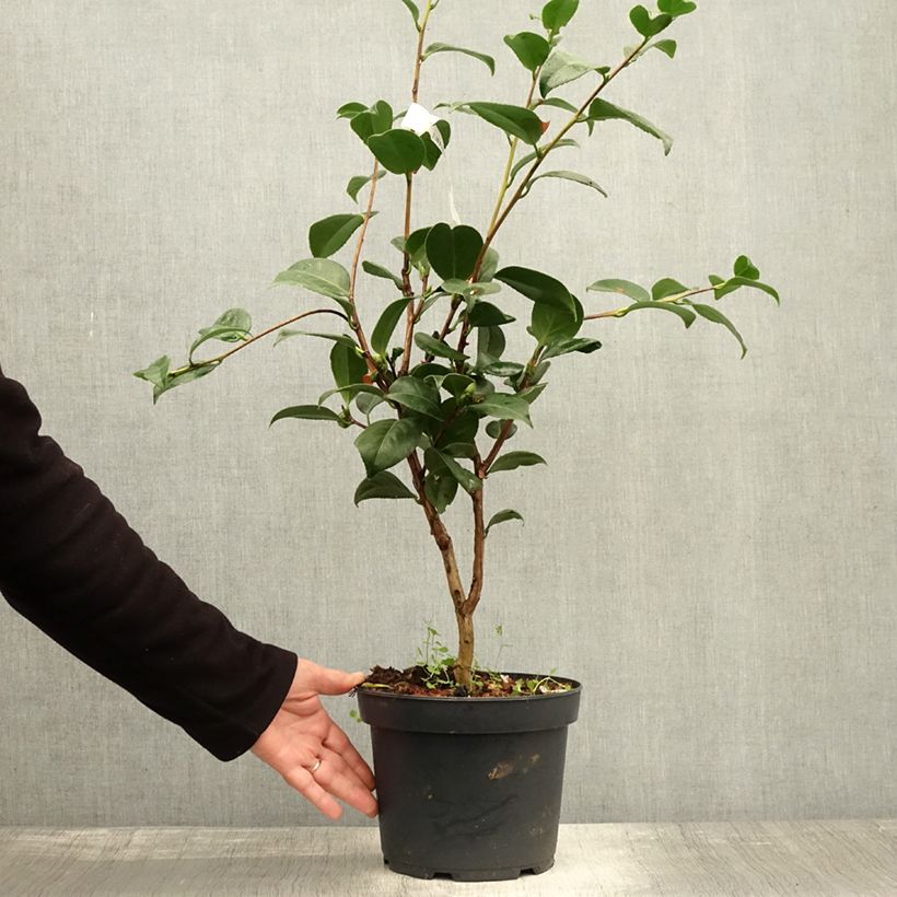 Example of Camellia Nuccio's Cameo - Japanische Kamelie Topf mit 4L/5L as you get in automne