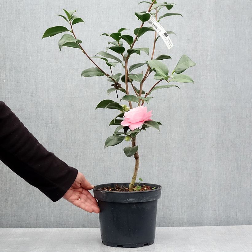 Exemplar von Camellia Nuccio's Cameo - Japanische Kamelie Topf mit 4L/5L wie im Frühjahr geliefert
