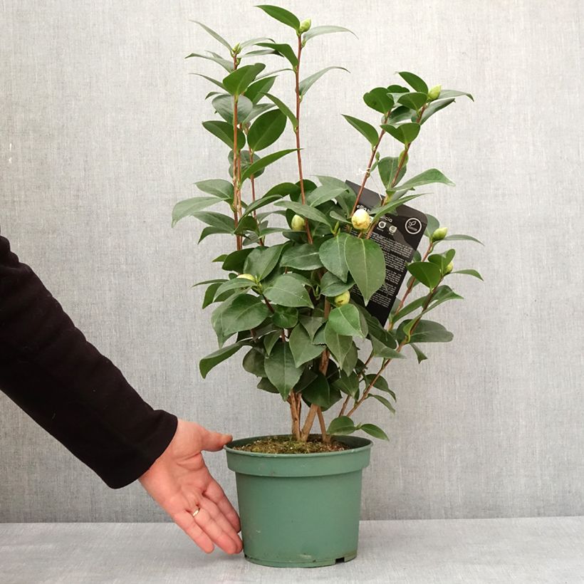 Example of Camellia Nuccio's Gem - Japanische Kamelie Topf mit 2L/3L as you get in hiver